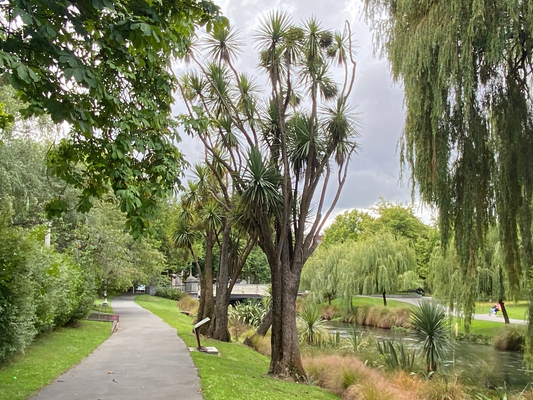 Tī Kōuka - Cabbage Tree